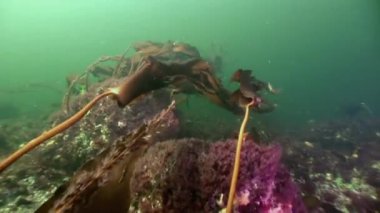 Yosunlar laminaria gıda sualtı deniz dibinin beyaz deniz Rusya'nın.