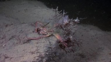 Yengeç hios su altında beyaz deniz Rusya'nın deniz yatağı üzerinde yiyecek bulmak.