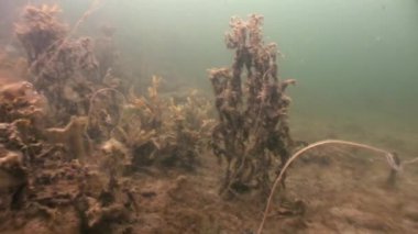 Yosunlar laminaria gıda sualtı deniz dibinin beyaz deniz Rusya'nın.