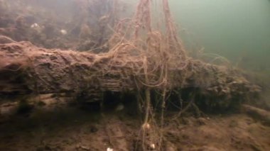 Yosunlar laminaria gıda sualtı deniz dibinin beyaz deniz Rusya'nın.