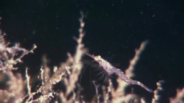 Beyaz Deniz Rusya'nın yiyecek aramaya sualtı maskeli cam karides.