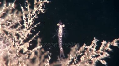Beyaz Deniz Rusya'nın yiyecek aramaya sualtı maskeli cam karides.