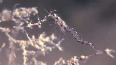 Beyaz Deniz Rusya'nın yiyecek aramaya sualtı maskeli cam karides.