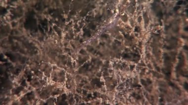 Beyaz Deniz Rusya'nın yiyecek aramaya sualtı maskeli cam karides.