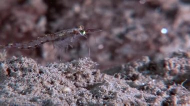 Gıda sualtı deniz dibinin beyaz deniz Rusya'nın arayışı içinde maskeli cam karides.