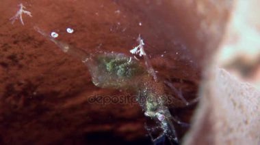 Gıda sualtı deniz dibinin beyaz deniz Rusya'nın arayışı içinde maskeli cam karides.