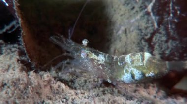Gıda sualtı deniz dibinin beyaz deniz Rusya'nın arayışı içinde maskeli cam karides.