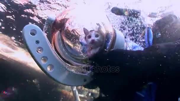 Cat scuba diver on background of reflection sunlight underwater. — Stock Video