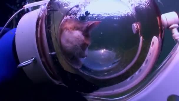 Buceador gato sobre fondo de reflexión luz solar bajo el agua . — Vídeos de Stock