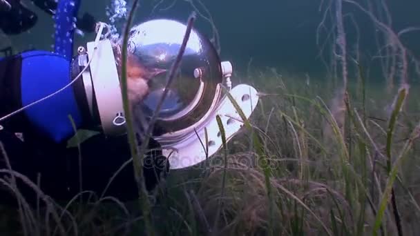 猫潜水员水下反射阳光背景. — 图库视频影像