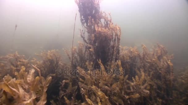 Algen Laminarien Nahrung Unterwasserseeboden Weißes Meer Russland. — Stockvideo