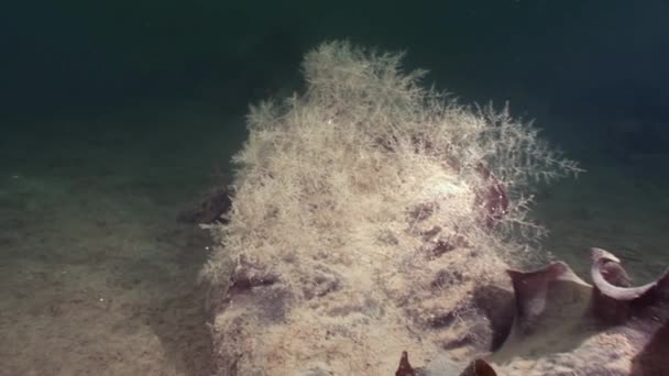 Algas laminaria alimento submarino lecho marino del Mar Blanco Rusia . — Vídeo de stock