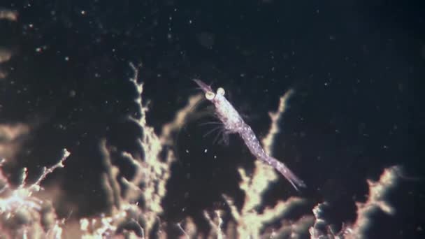 Стеклянные креветки в масках в поисках пищи под водой морского дна Белого моря Россия . — стоковое видео