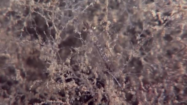 Glass shrimp masked in search of food underwater seabed of White Sea Russia. — Stock Video