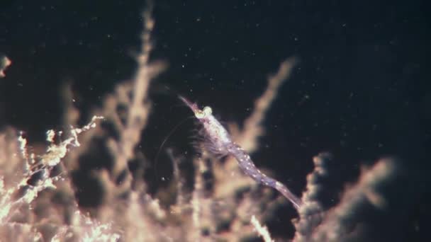 Glasgarnelen maskiert auf der Suche nach Nahrung unter Wasser des Weißen Meeres Russland. — Stockvideo