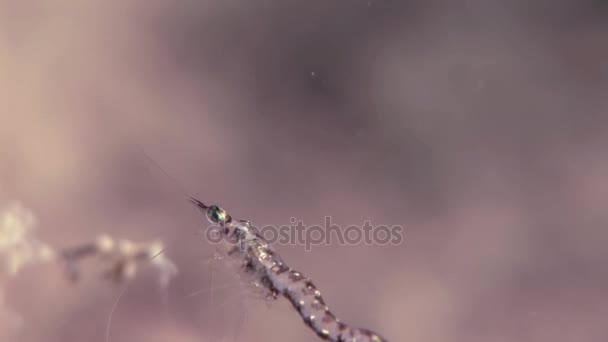 Crevettes en verre masquées à la recherche de nourriture fonds marins sous-marins de la mer Blanche Russie . — Video