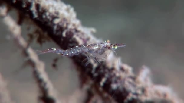 Crevettes en verre masquées à la recherche de nourriture fonds marins sous-marins de la mer Blanche Russie .