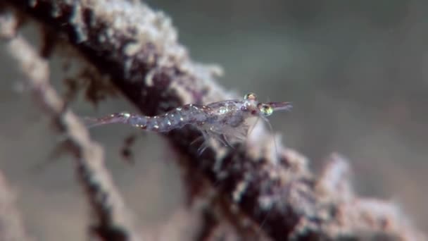 Glazen garnalen gemaskeerd op zoek naar voedsel onderwater zeebodem van witte zee Rusland. — Stockvideo