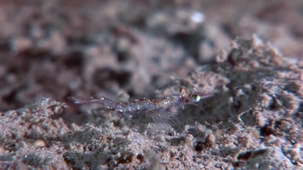 Crevettes en verre masquées à la recherche de nourriture fonds marins sous-marins de la mer Blanche Russie . — Video