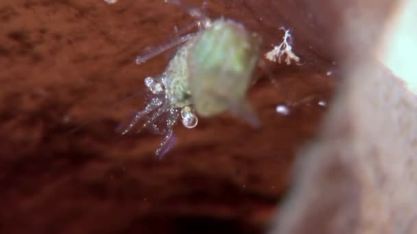 Glass shrimp masked in search of food underwater seabed of White Sea Russia. — Stock Video
