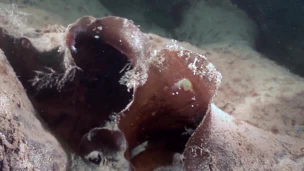 Lumaca marina marina da vicino sott'acqua sul fondale marino Mar Bianco . — Video Stock