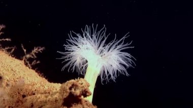 Beyaz kabarık metridium su altında beyaz deniz dibinin üzerinde.