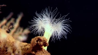 Beyaz kabarık metridium su altında beyaz deniz dibinin üzerinde.