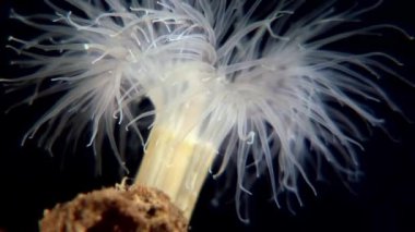 Beyaz kabarık metridium su altında beyaz deniz dibinin üzerinde.