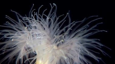 Beyaz kabarık metridium su altında beyaz deniz dibinin üzerinde.