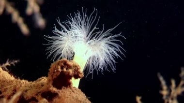 Beyaz kabarık metridium su altında beyaz deniz dibinin üzerinde.