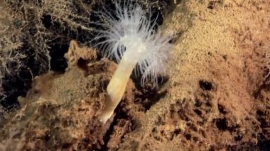 Beyaz kabarık metridium su altında beyaz deniz dibinin üzerinde.