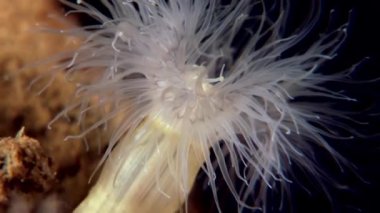 Beyaz kabarık metridium su altında beyaz deniz dibinin üzerinde.