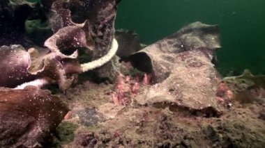 Ascidiacea ascidia Tunicata Urochordata su altında beyaz deniz dibinin üzerinde.