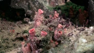 Ascidiacea ascidia Tunicata Urochordata su altında beyaz deniz dibinin üzerinde.