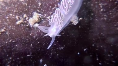 Benzersiz omurgasızını slug Coryphella verrucosa temizleyin deniz dibinin sualtı beyaz deniz.