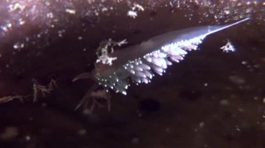 Benzersiz omurgasızını slug Coryphella verrucosa temizleyin deniz dibinin sualtı beyaz deniz.