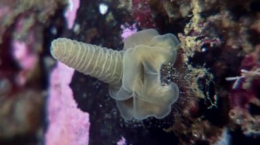 Lucernaria quadricornis su altında beyaz deniz.