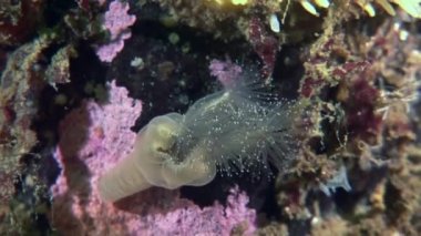 Lucernaria quadricornis su altında beyaz deniz.