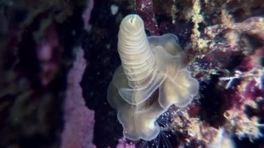 Lucernaria quadricornis su altında beyaz deniz.