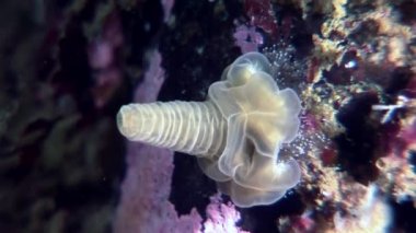 Lucernaria quadricornis su altında beyaz deniz.