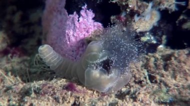 Lucernaria quadricornis su altında beyaz deniz.