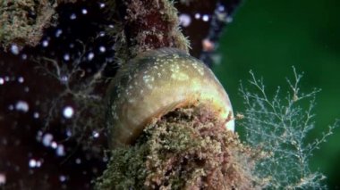 Koyun eti balık perciform su altında beyaz deniz okyanus, deniz dibinin üzerinde yılan balığı surat.