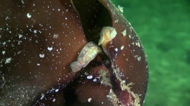 Koyun eti balık perciform su altında beyaz deniz okyanus, deniz dibinin üzerinde yılan balığı surat.