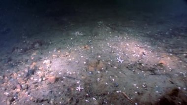 Kırmızı deniz yıldızı beyaz deniz dibinin üzerinde birçok küçük su altında.