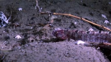 Yılan balığı pout koyun eti ve yıldız balık perciform su altında beyaz deniz dibinin üzerinde.