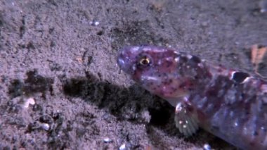 Koyun eti balık perciform su altında beyaz deniz okyanus, deniz dibinin üzerinde yılan balığı surat.