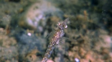Gıda sualtı deniz dibinin beyaz deniz Rusya'nın arayışı içinde maskeli cam karides.