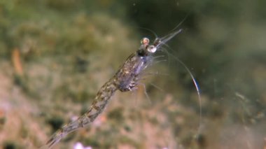 Gıda sualtı deniz dibinin beyaz deniz Rusya'nın arayışı içinde maskeli cam karides.
