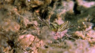 Gıda sualtı deniz dibinin beyaz deniz Rusya'nın arayışı içinde maskeli cam karides.