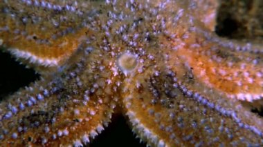 Kırmızı deniz yıldızı su altında beyaz deniz dibinin üzerinde kapatın.